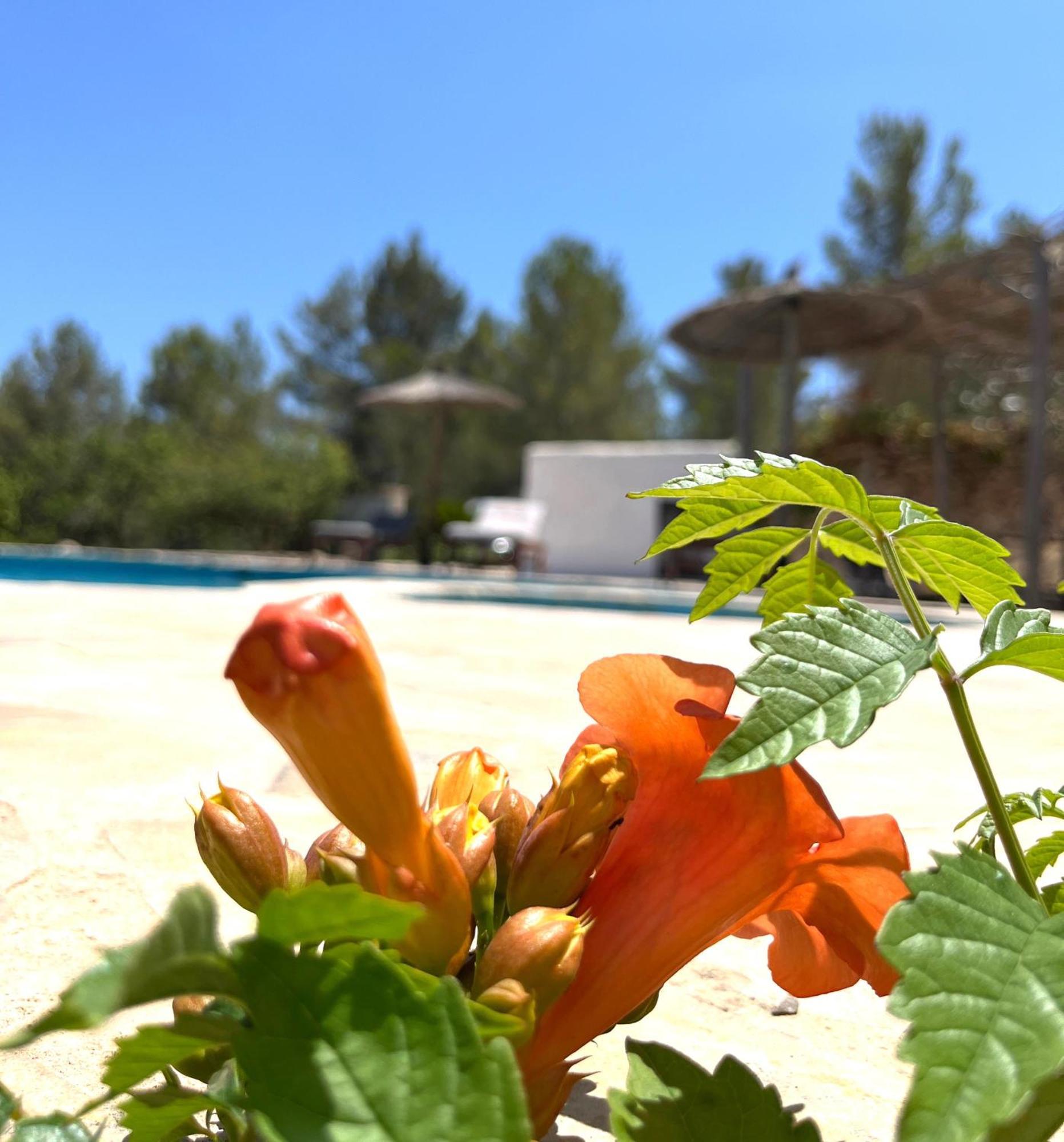 Villa Can Mestreso Suite Ibiza Sant Joan De Labritja Dış mekan fotoğraf