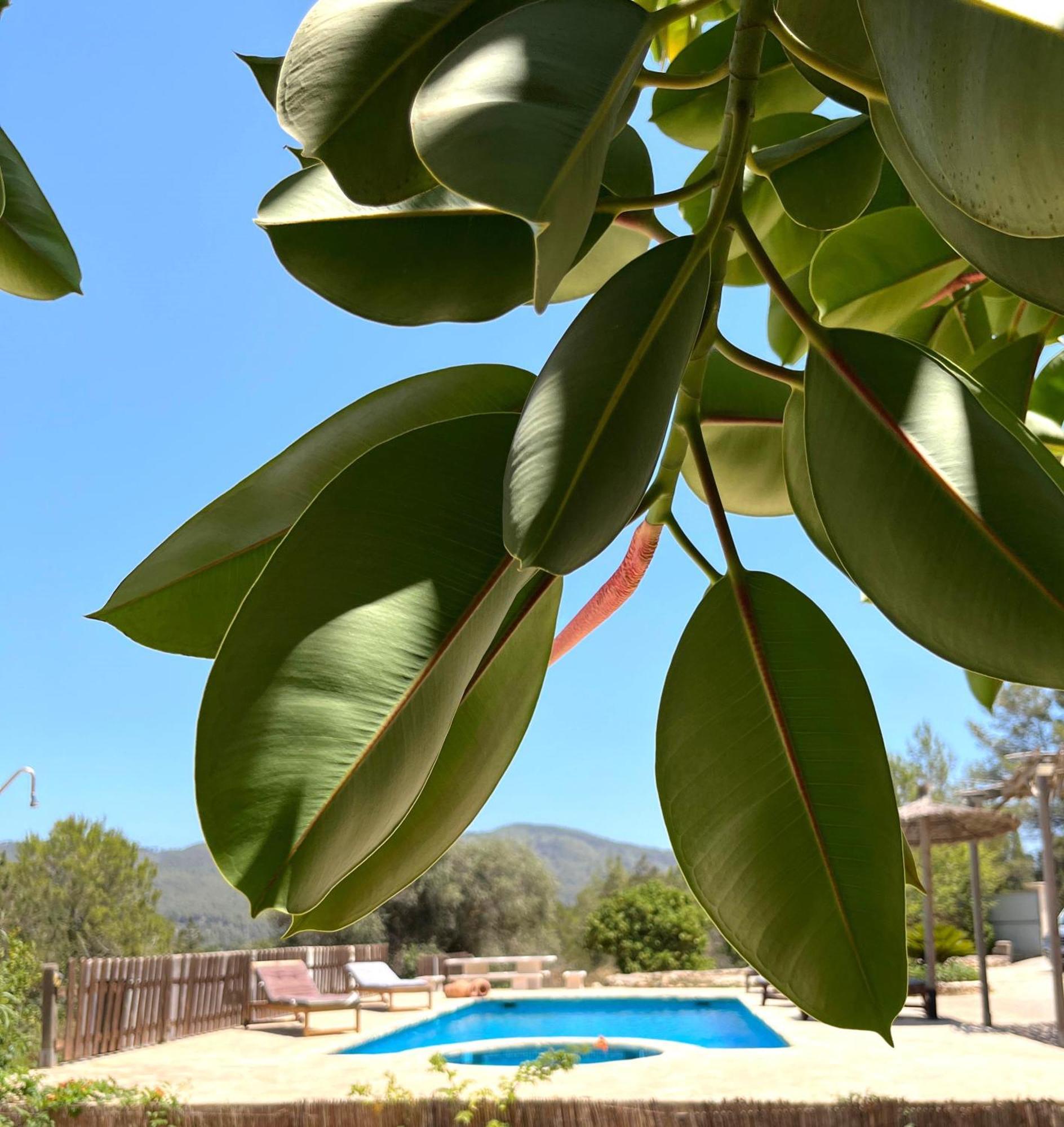 Villa Can Mestreso Suite Ibiza Sant Joan De Labritja Dış mekan fotoğraf